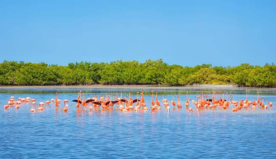 Tour a Las Coloradas y Río Lagartos desde Cancún