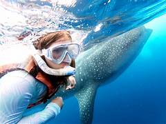 Nado con tiburón ballena en Isla Mujeres